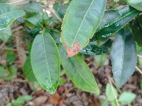 tea leaf diseases project thumbnail