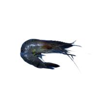 AquaShrimpFish-Fry-CLIP-YOLO project thumbnail