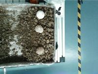Mushroom4 project thumbnail