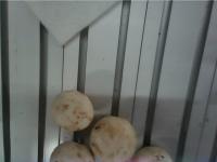 Mushroom project thumbnail