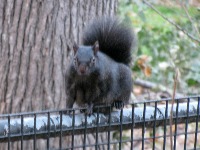 SquirrelNet Object Detection Dataset by SquirrelNet