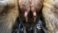 udder project thumbnail