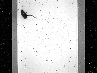 rat detection project thumbnail