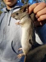 rat detection project thumbnail