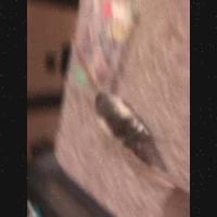 Rodent project thumbnail