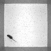 Rodent_Detection project thumbnail