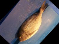 Tez (Red Sea bream) project thumbnail