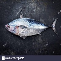 DETEKSI IKAN TONGKOL project thumbnail