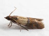 Indian Meal Moth 2 project thumbnail