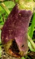 Eggplant_Instance_Segmentation project thumbnail