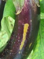 Eggplant_Object_Detection project thumbnail