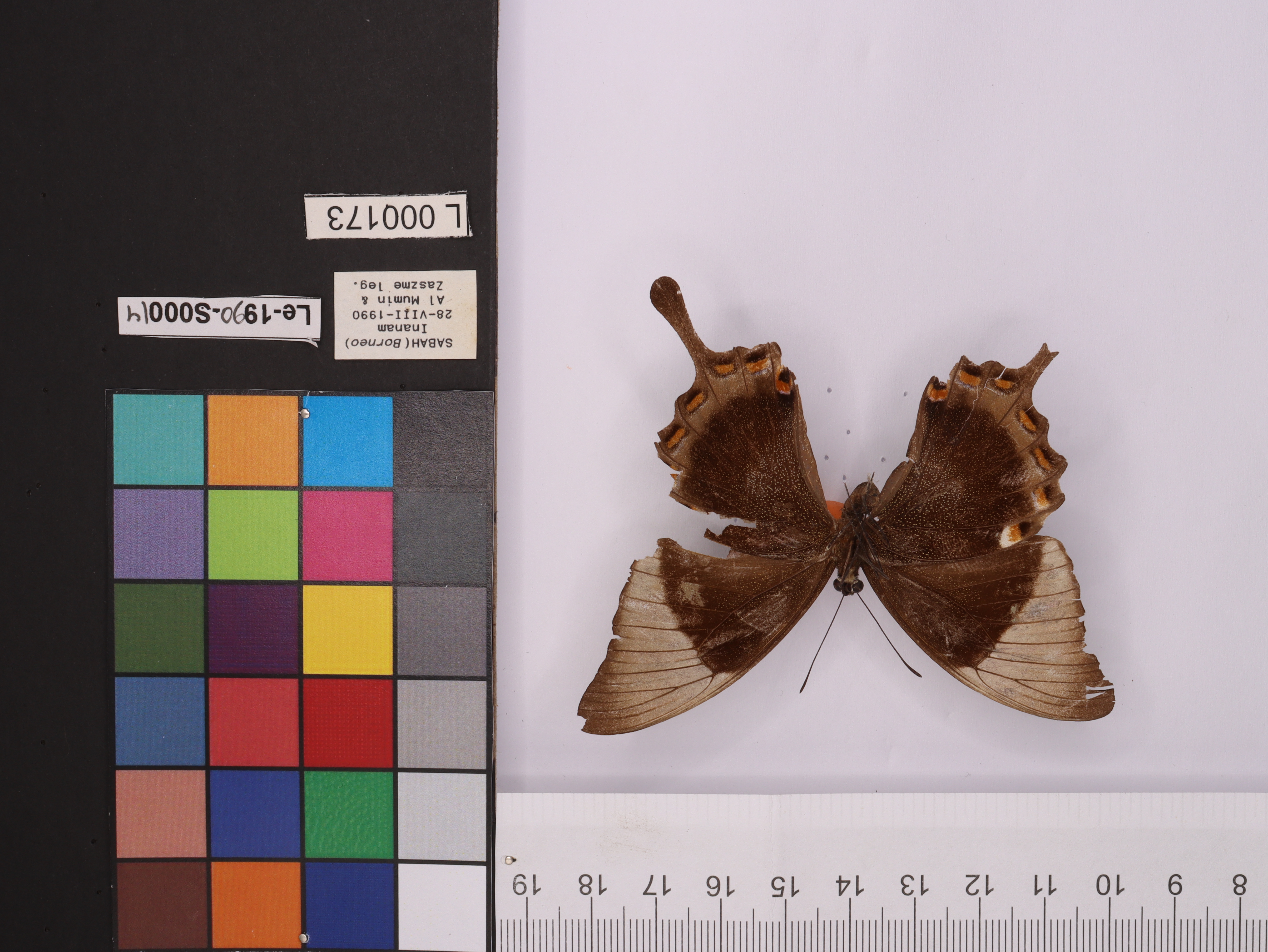 Object Detection Insect Insect Digitisation Object Detection Dataset by Ili Najaa Aimi