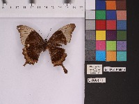 Insect Digitisation project thumbnail