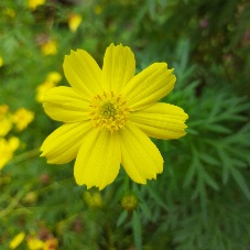 Hari Charan AIML lab4 - Roboflow Universe