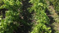 bacterial-vine-disease-detection project thumbnail