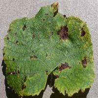 Grape Desease Classification project thumbnail