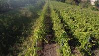 bacterial-vine-disease-detection project thumbnail