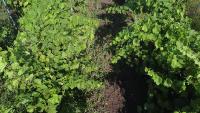 Vine segmentation project thumbnail