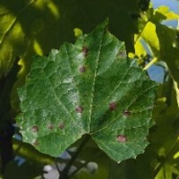Grape Leaf Disease  project thumbnail