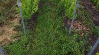 bacterial-vine-disease-detection project thumbnail