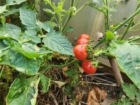 inaturalist-tomatoes-part-1 project thumbnail
