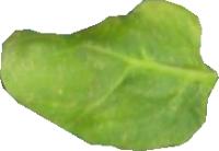 gomicro-spinach-defects project thumbnail