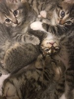 animals project thumbnail