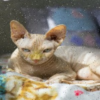 cat project thumbnail