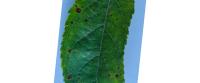 Dataset Image