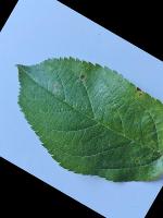 Dataset Image