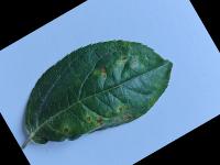 Dataset Image