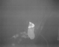 wild animals project thumbnail