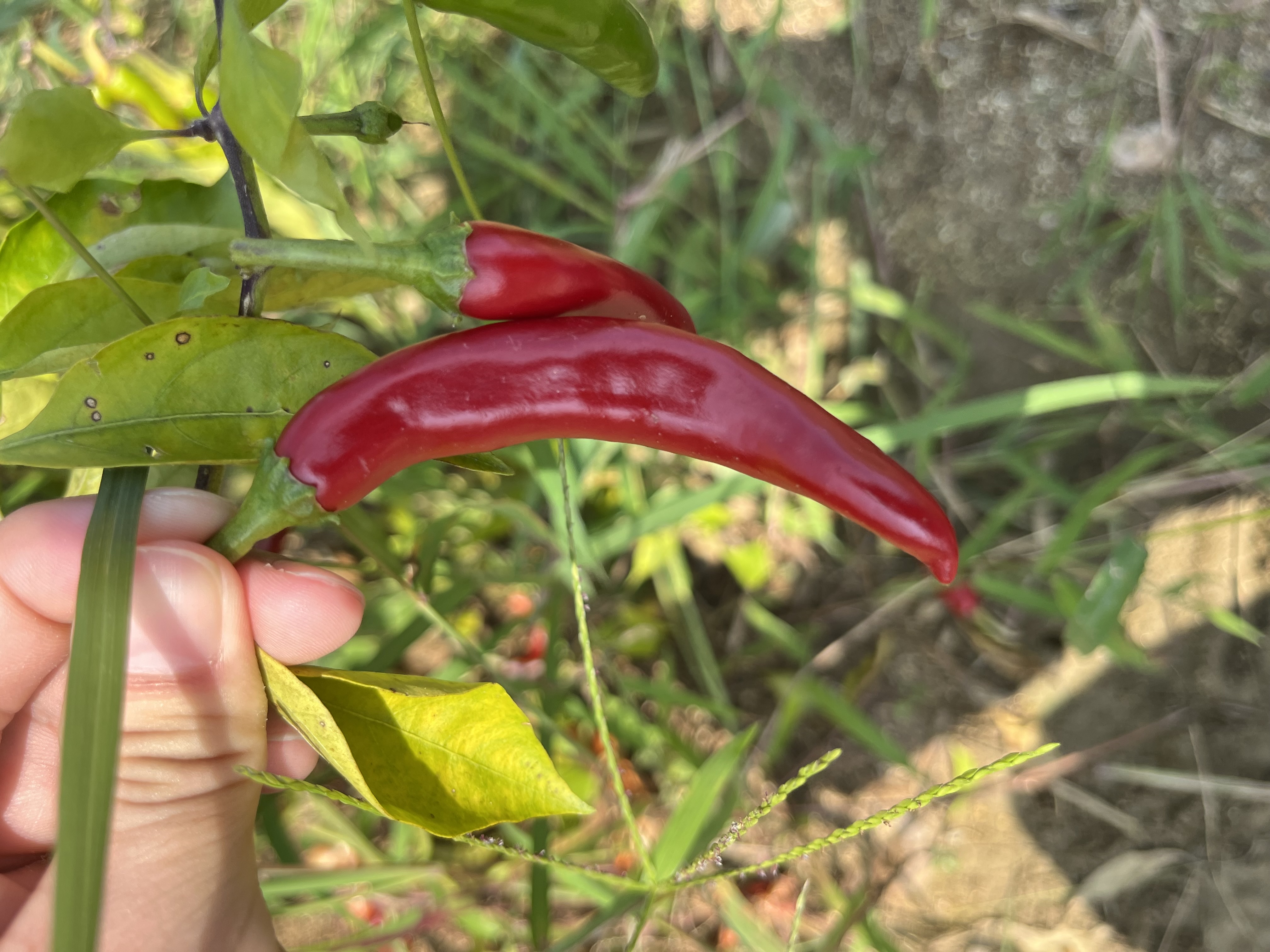 examples-object-detection-dataset-by-yolo