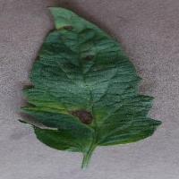 tomoto leaf disease project thumbnail