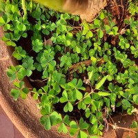 plant medicine project thumbnail