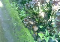 Not soil project thumbnail