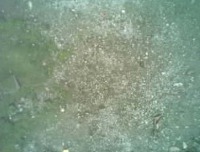 image classify project thumbnail