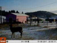 MultiSpeciesDetector project thumbnail