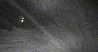 rat pupil project thumbnail