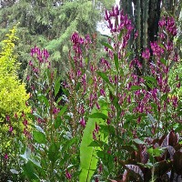 plant-detection-yolov10 project thumbnail