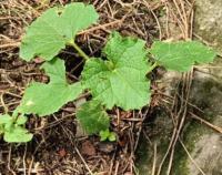 Plant project thumbnail