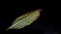 TA TIAN project thumbnail