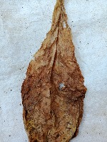 tobacco quality project thumbnail