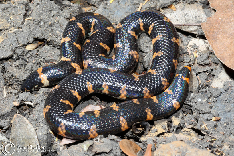 Snake Instance Segmentation Model by DPU