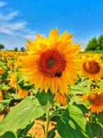 Girasol project thumbnail