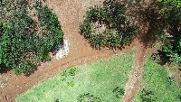 Tree_detection project thumbnail