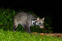 palm civet dataset project thumbnail