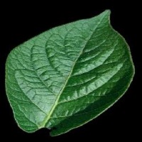 daun kentang project thumbnail