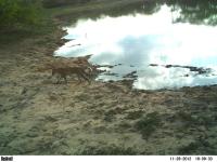 Leopard project thumbnail