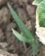 weed_detection_Project project thumbnail